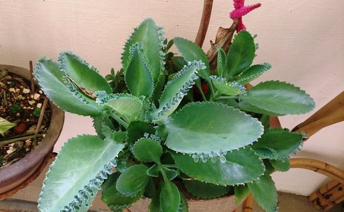 Kalanchoe in face cosmetology from acne