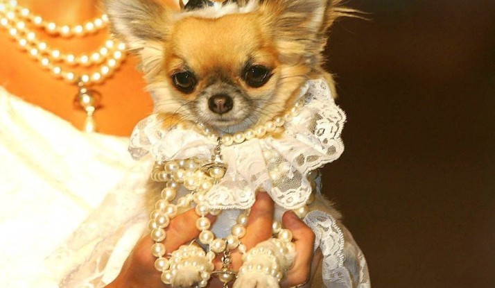 Fashionable glamorous clothing for dogs of small breeds