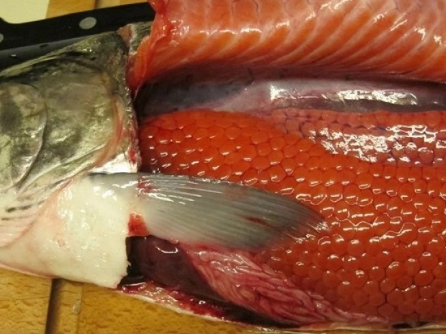 Как узнать: рыба с икрой или нет? Как определить красную рыбу самку от самца? Как выбрать свежемороженую горбушу, форель, лосося с икрой?