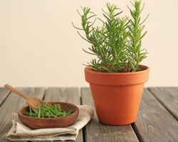Rosemary Plant - Growing Home: Pilihan tempat, persyaratan, persiapan tanah
