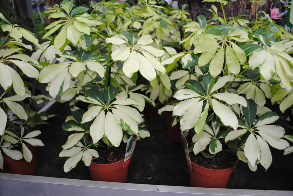 Indoor plants with poor negative energy: List