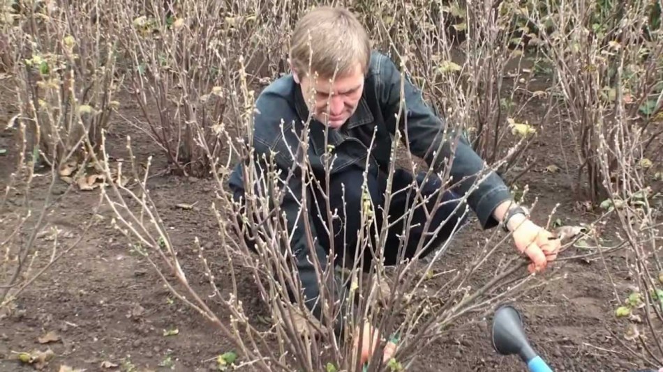 Un homme pulvérisant des buissons de cassis au début du printemps