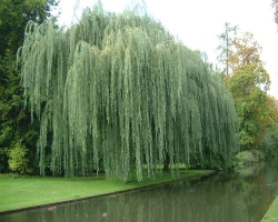 Trees with weeping crowns transform the garden: views, how to form correctly, where to plant, signs and superstitions