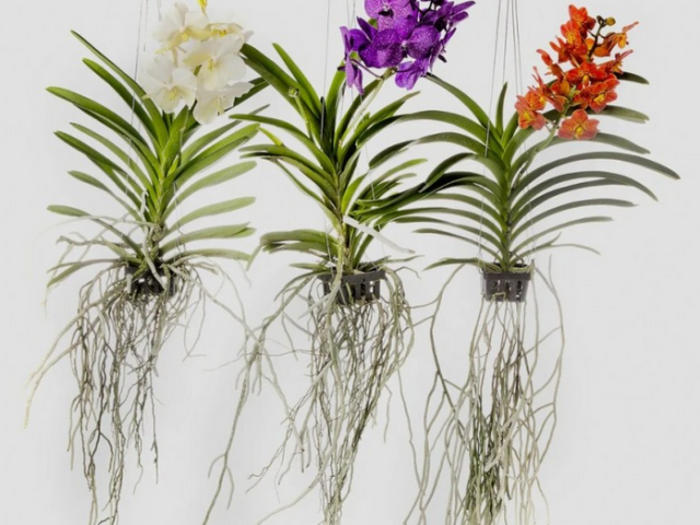 Що робити з корінням орхідеї: як пересадити великими корінням повітря, чи можна поховати? Чи можливо пропагувати орхідею повітряним корінням?
