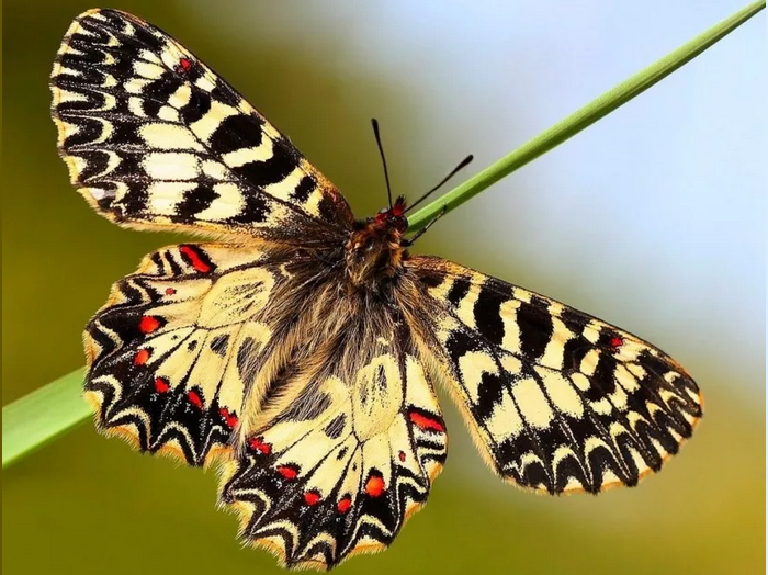 Тотемное животное имени — бабочка-парусник