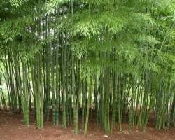 Бамбук: описание растения для детей для урока «Окружающий мир», биологии