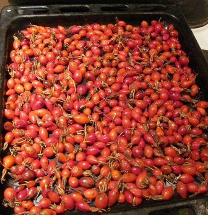 Drying rosehips in the oven.