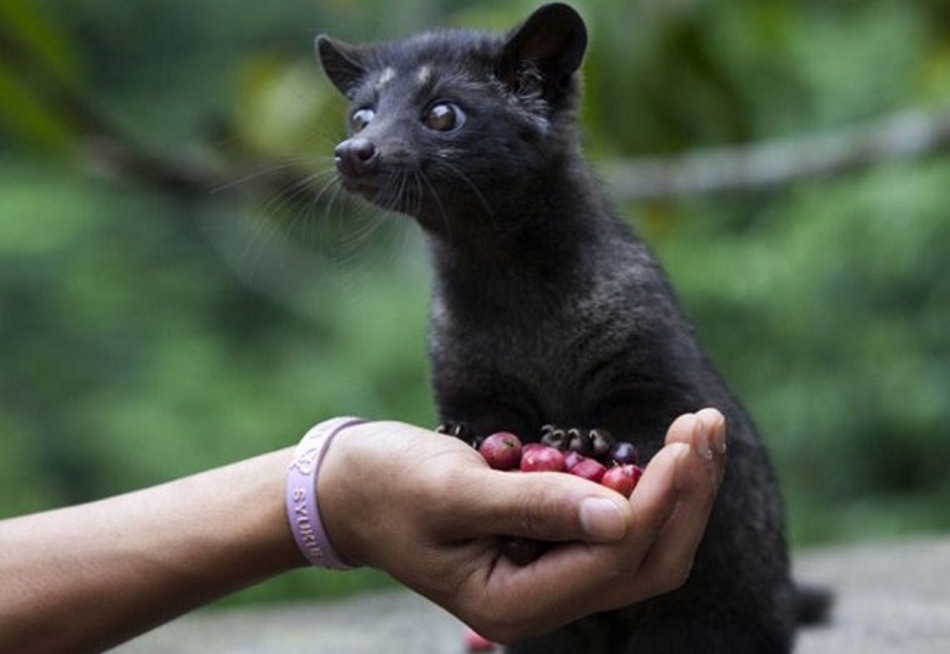 Musang und Kaffee