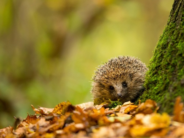 What is the hedgehog dreaming of: interpretation on dream books, the symbolism of sleep. Why did I dream of a small, dead hedgehog, with soft needles, in large numbers, married, unmarried, pregnant woman, man? What does your behavior in a dream say if a hedgehog is dreaming?