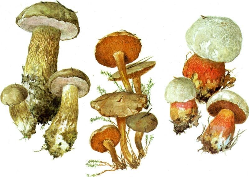 Желчный гриб , перечный гриб, сатанинский гриб - ядовитые трубчатые грибы
