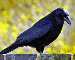 Dream Interpretation - to see a crow in a dream. Why dream of feeding, seeing, killing a black, white, large, large, flying into a house, croaking, attacking, manual, calm, dead, speaking, flying, man, woman: interpretation of sleep