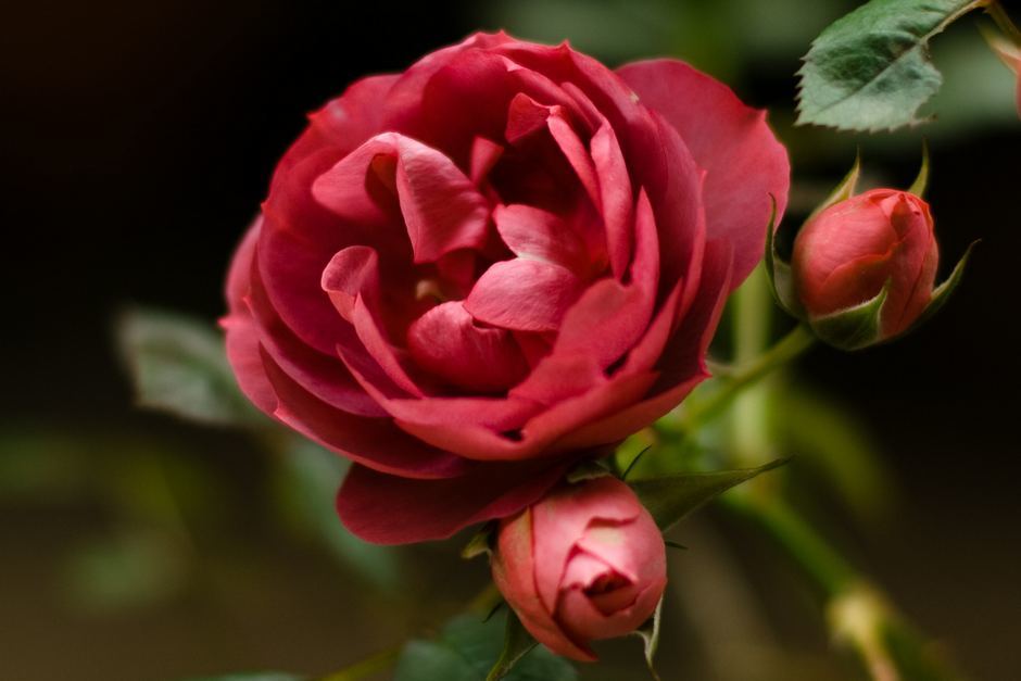 Мускатная роза