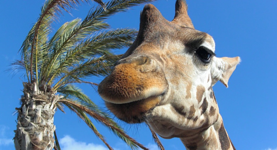 Oasis Park, Fuelveventure, Canary Islands