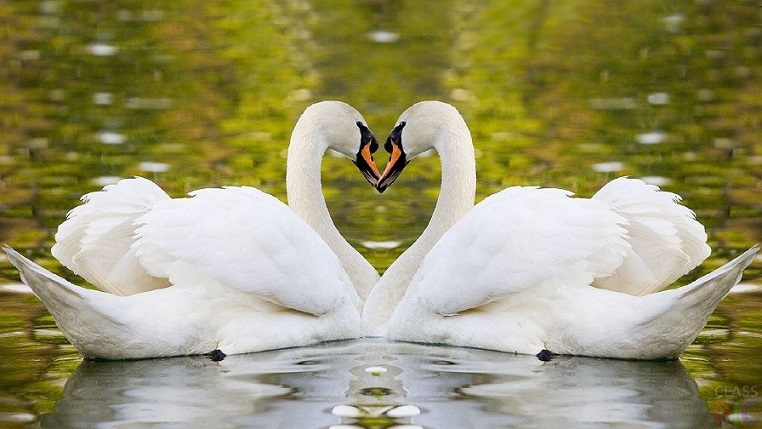 A couple of swans