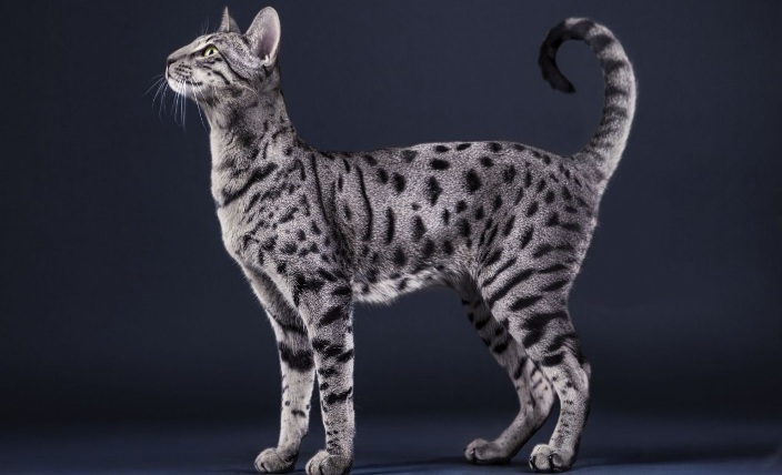 Savannah Cat Home