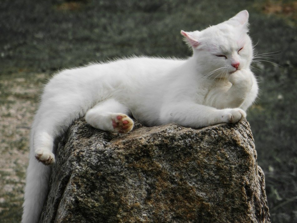 άσπρη γάτα