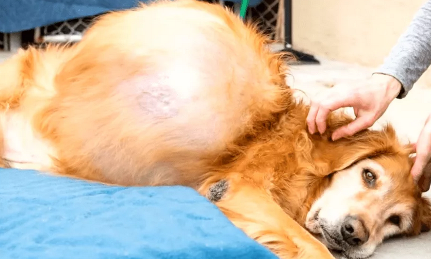 Собака перед операцией. Доброкачественная опухоль у собаки. Раковые опухоли у животных.