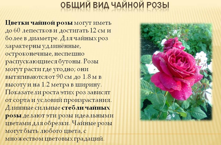 Описание чайной розы