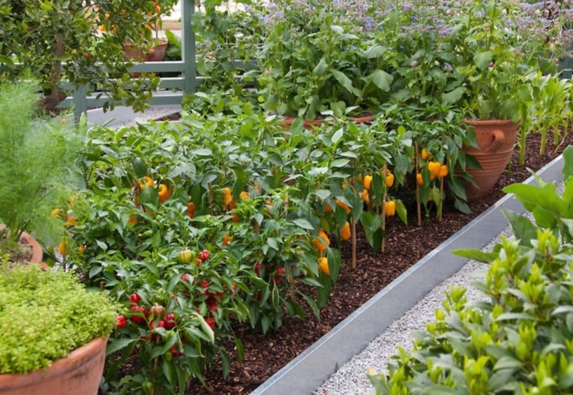Beautiful beds with bell pepper