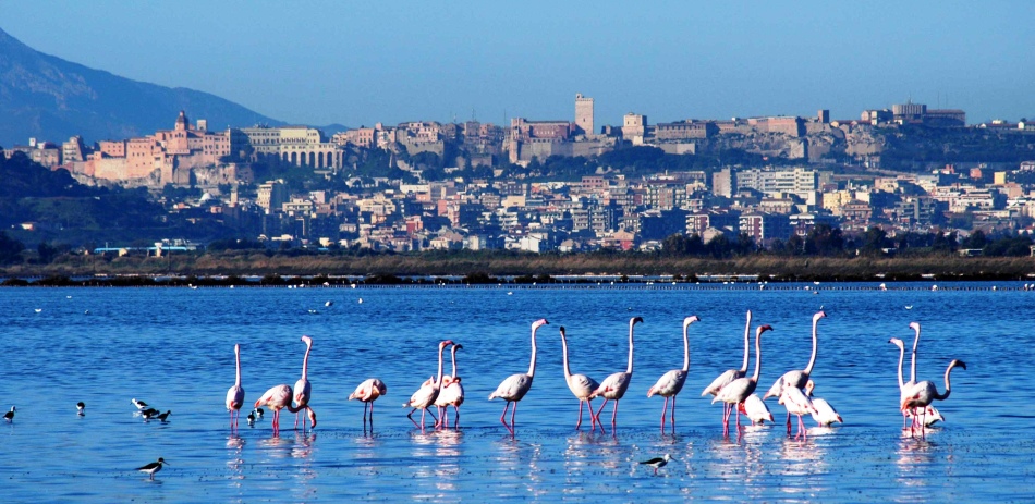 Flamingo merah muda di Sardinia, Italia