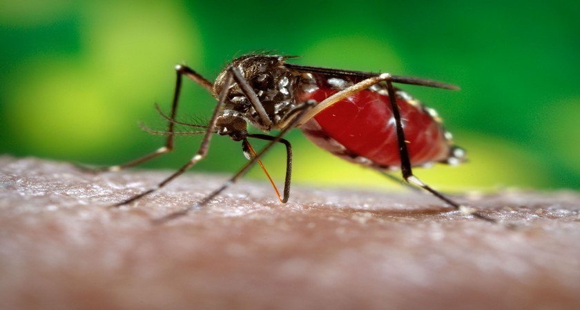 Обыкновенный комар