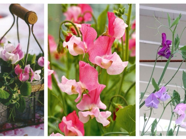 Milyen virágokat lehet jobb ültetni az erkélyen nyáron, télen? Erkélyvirágok: Lista. Virágok az erkélyre, virágzik: mindent egy nyitott és mázas erkélyre