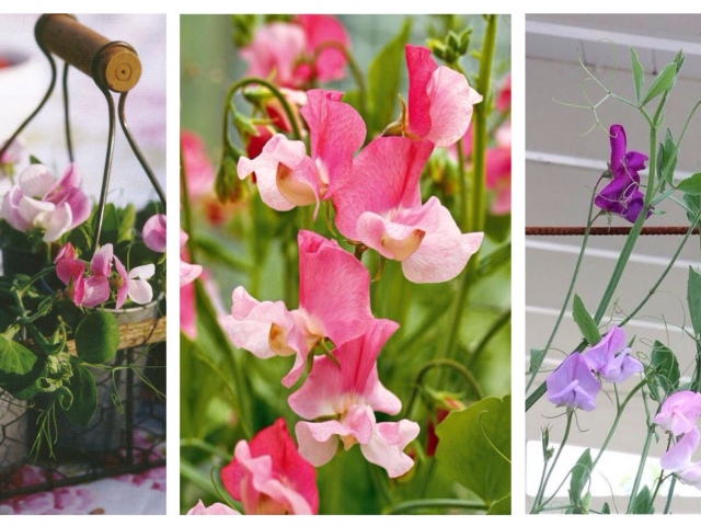 Quali fiori sono meglio piantare sul balcone in estate, inverno? Balcony Flowers: elenco. Fiori per il balcone, Blooming: tutto per un balcone aperto e smaltato