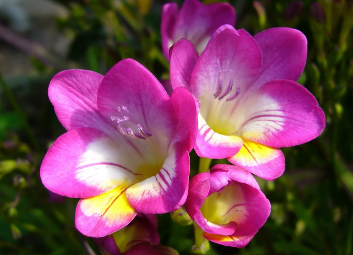 Blumenblumen-Name-Freesie