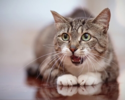 Zakaj mačka diha kot pes, ki štrli jezik?
