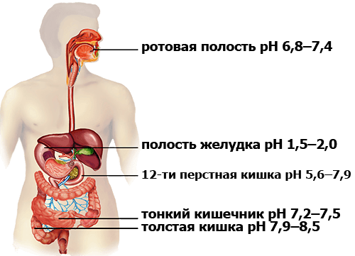 Ph желудка. Пищеварительная система человека PH. PH В отделах пищеварительной системы. Кислотность PH желудочно-кишечного тракта.