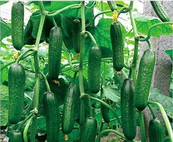 Cucumbers for the greenhouse