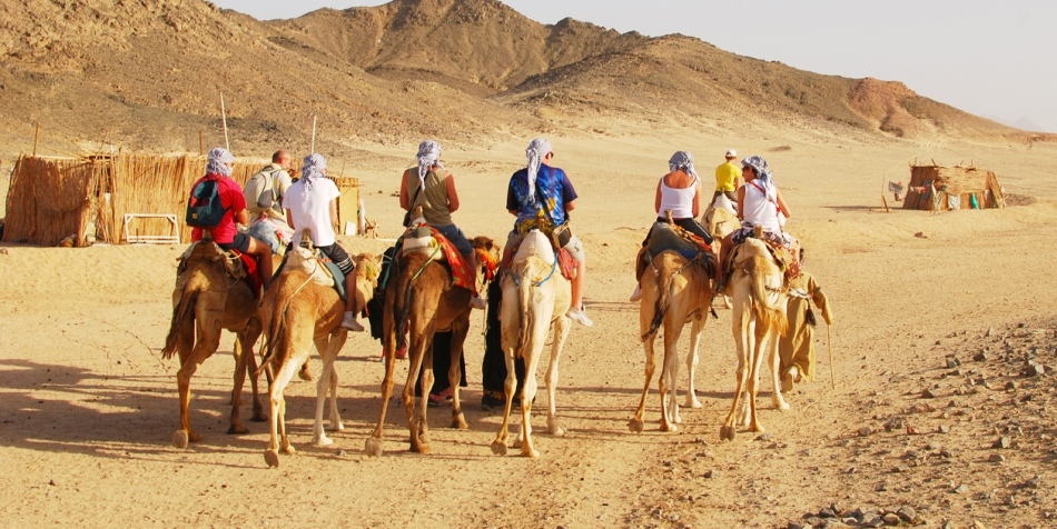 Camels, Fuentveventure, Canaries Safari