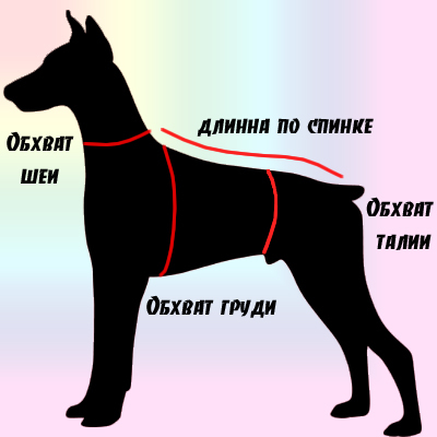 Measure the dog correctly