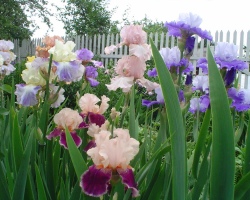 How to save cut irises in a vase in water longer? How much can the irises in the water stand fresh?