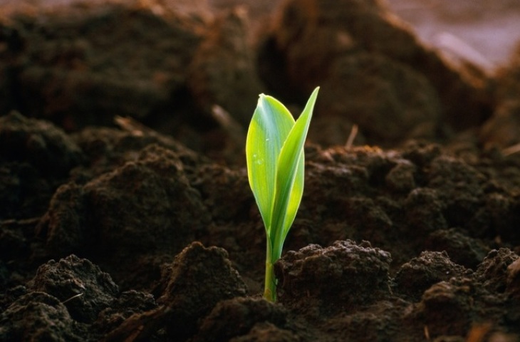 Hogyan lehet fenntartani a talaj termékenységét: A legjobb tippek a talaj termékenységének növelésére