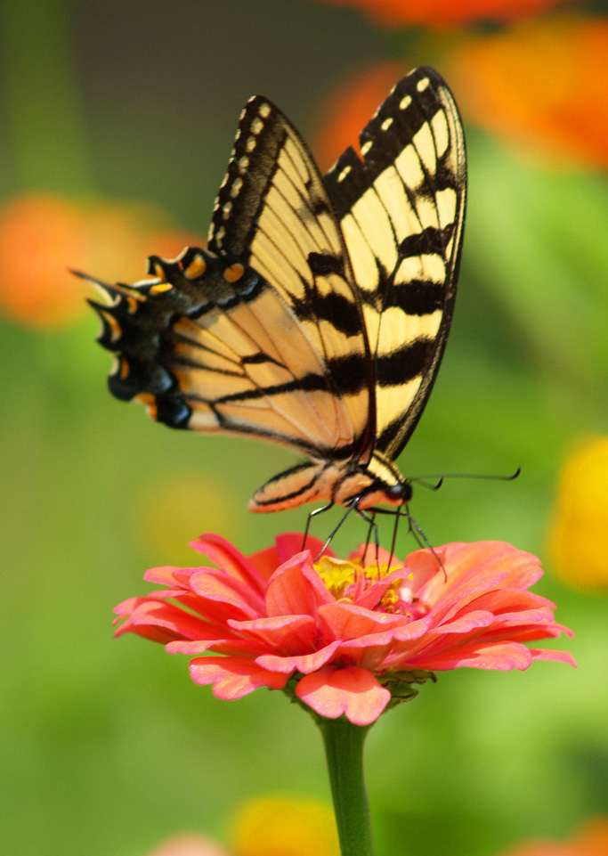 Какого цвета бывают бабочки махаоны: фото