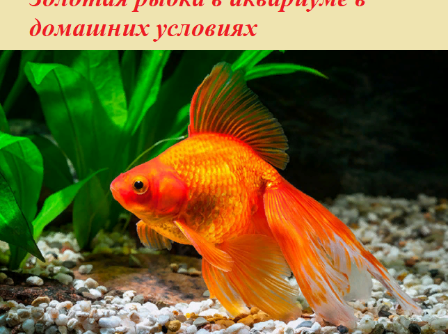 Золотая рыбка в аквариуме в домашних условиях: описание животного, виды, особенности содержания, плюсы и минусы, фото, отзывы