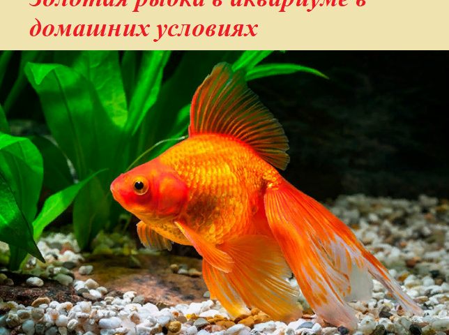 Pesce rosso nell'acquario a casa: descrizione dell'animale, specie, caratteristiche dei contenuti, pro e contro, foto, recensioni