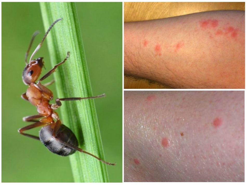 Koristi in škode zaradi košček mravlja