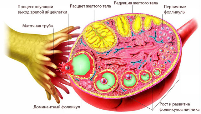 The process of ovulation