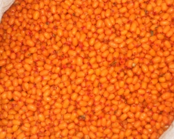 Sea buckthorn - what kind of berry is this? How to use frozen, fresh sea buckthorn in winter, use sea buckthorn oil?