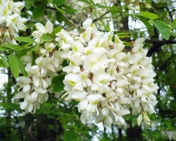 Acacia: Types et variétés - Description, propriétés et contre-indications bénéfiques et de guérison. Teinture de fleurs d'acacia blanches sur la vodka, alcool: utiliser