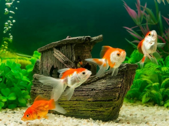 Ahogy hívhat egy hallányt és egy fiút: népszerű, ritka, idegen nevek az akvárium halak számára