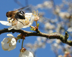 Folkskyltar för april om vädret, naturen relaterad till kyrkans helgdagar, för varje dag: Beskrivning, tullar, ritualer, vad som är möjligt och vad som inte kan göras. Bröllop, gifta sig, gifta sig, födas i april: skyltar