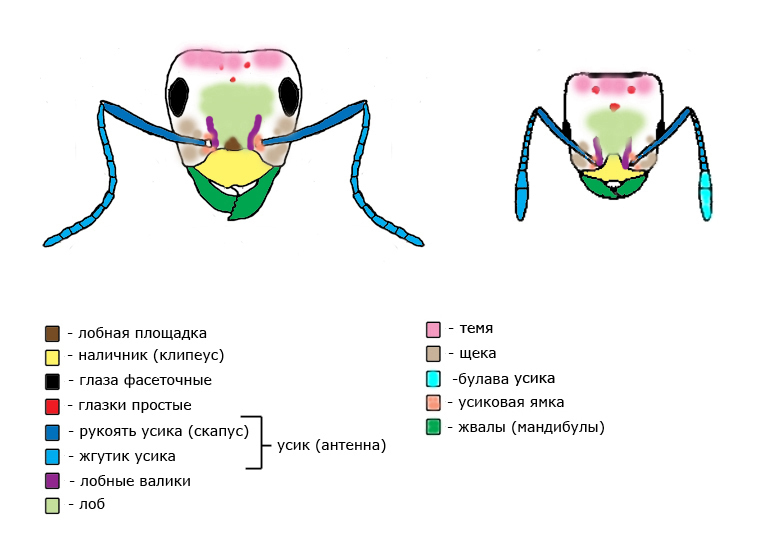 The structure of the head of the ant