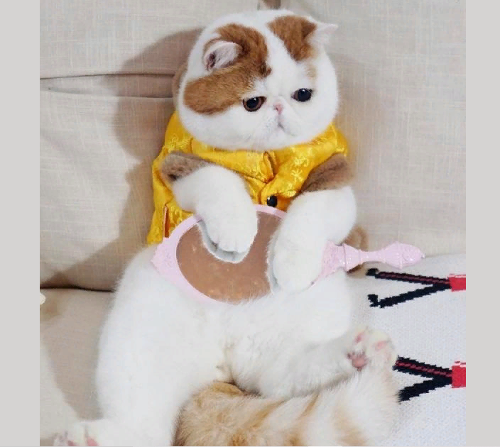 Котик с японской кличкой рику