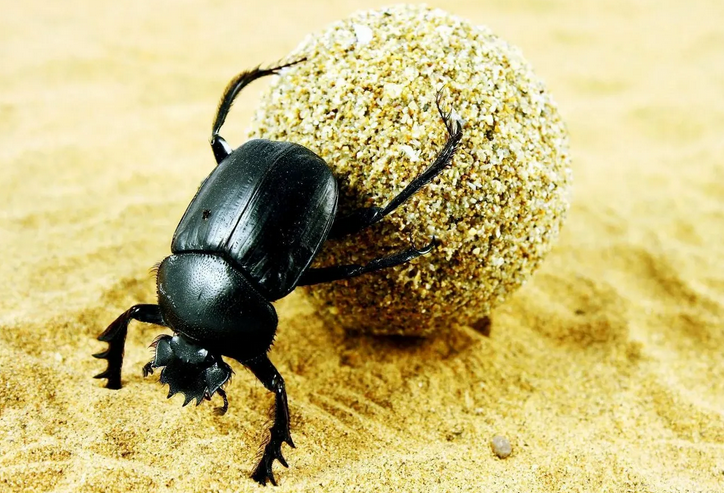 Тотемное животное имени — жук-скарабей