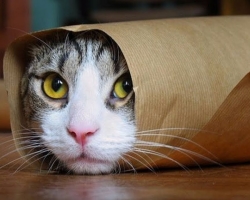 Hogyan lehet felismerni és hogyan kell kezelni a zuzmót egy macska által? A macskából származó zuzmó ellentétben áll egy ember számára? A hagyományos orvoslás, gyógyszertár és kenőcsök receptjeinek listája a macskákban a zuzmóból
