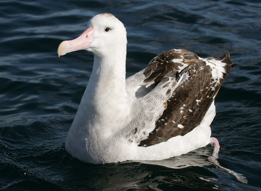 Albatrosz