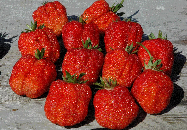 Strawberry Variety odolná voči nematódam